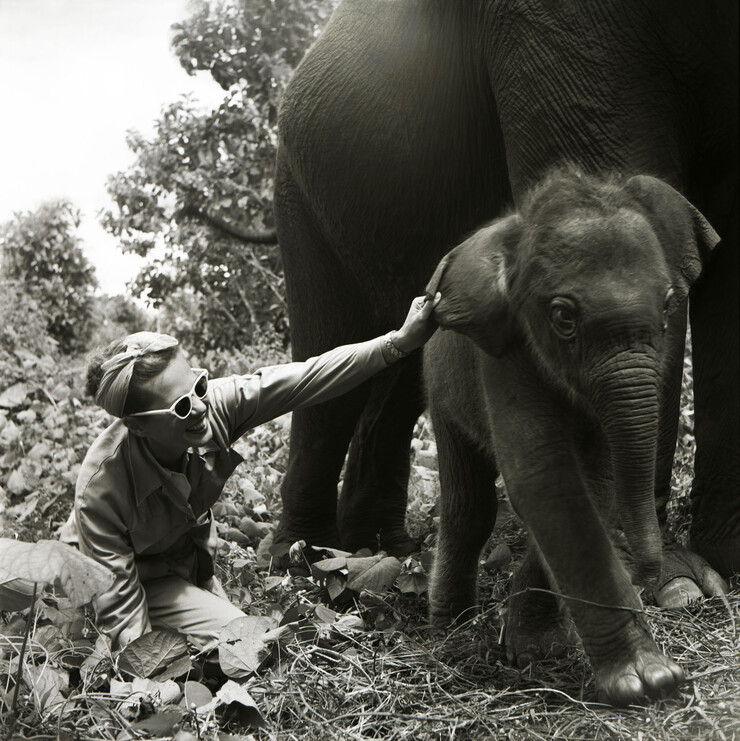 Suresh Vaidya for Animals in India, India, ca. 1954, © Vimala Vaidya Bauer