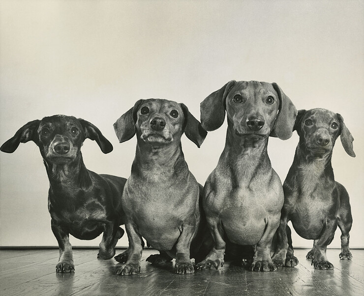 Ylla, Four dachshunds, ca. 1948, in Dogs by Ylla, 1950, © 2024 Pryor Dodge