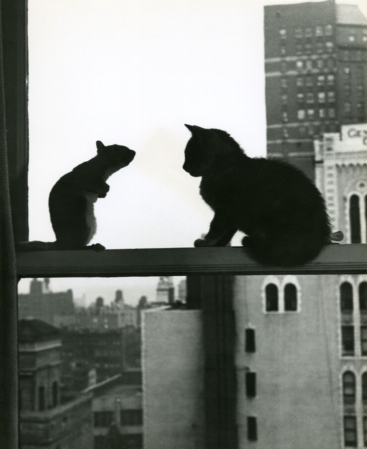 Ylla, Squirrel and cat on windowsill of Ylla’s 57th St. studio, ca. 1949, in Tico-Tico, 1950, © 2024 Pryor Dodge