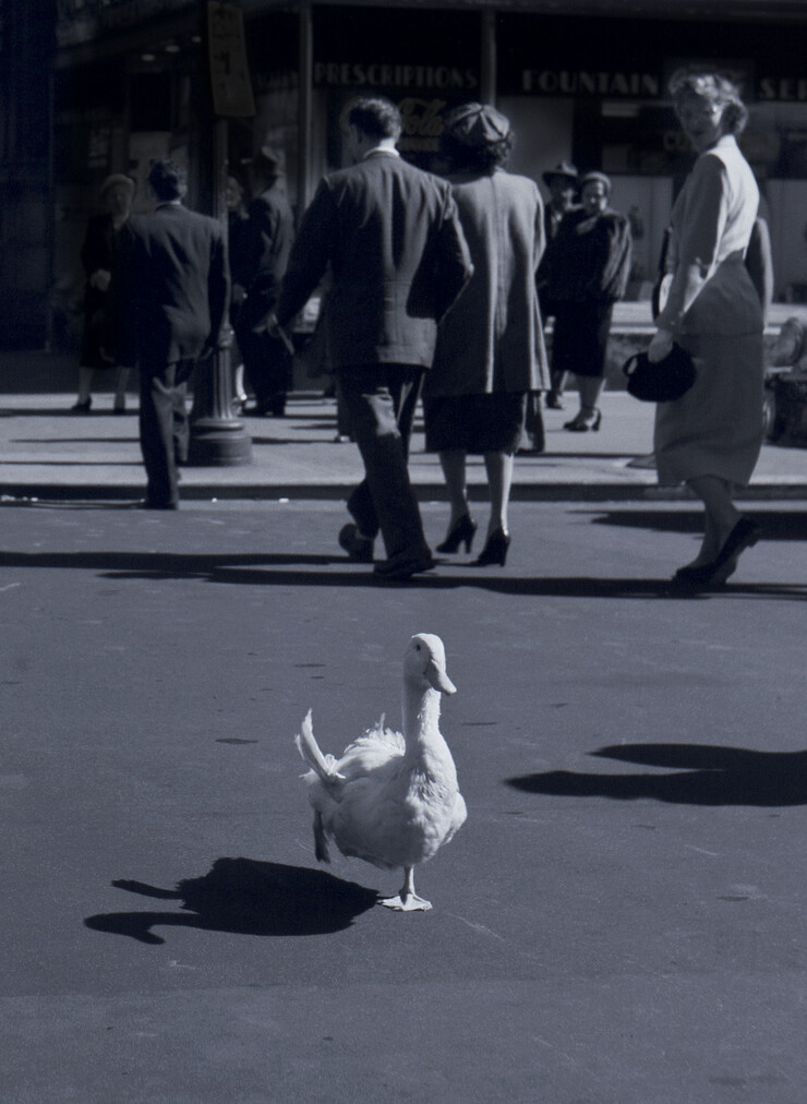 Ylla, Duck crossing 57th St., ca. 1951, in The Duck, 1952, © 2024 Pryor Dodge