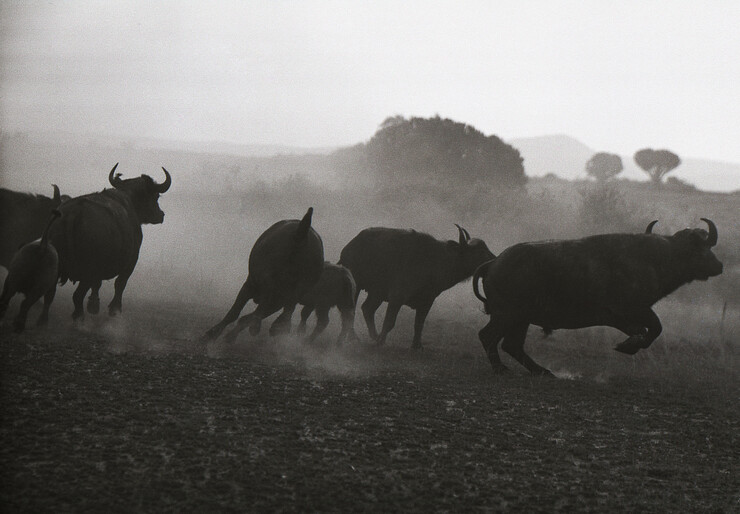 Ylla, A herd of buffalo on the plains near Katwe, Uganda, 1952, in Animals in Africa, 1953, © 2024 Pryor Dodge